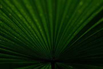 Obraz premium close up detail of green tree leaf in the jungle
