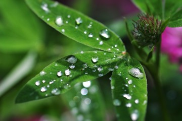 dew on leaf