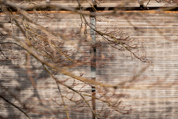 Japanese traditional wooden wall with tatami mat and dried tree branch background