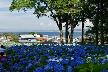 雲昌寺（あじさい寺）秋田県男鹿市