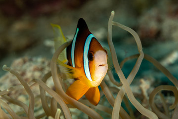 Clownfish or anemonefish are fishes from the subfamily Amphiprioninae in the family Pomacentridae