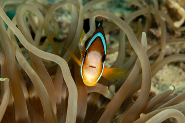 Clownfish or anemonefish are fishes from the subfamily Amphiprioninae in the family Pomacentridae