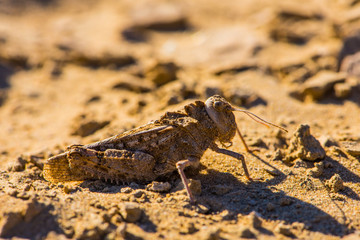 The desert grasshopper of family Pamphagidae
