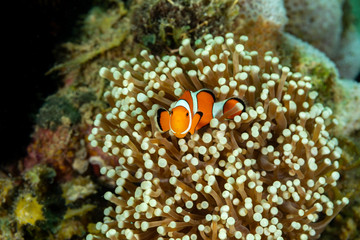 Fototapeta na wymiar Clownfish or anemonefish are fishes from the subfamily Amphiprioninae in the family Pomacentridae