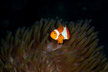 Fototapeta na wymiar Clownfish or anemonefish are fishes from the subfamily Amphiprioninae in the family Pomacentridae