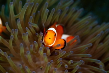 Clownfish or anemonefish are fishes from the subfamily Amphiprioninae in the family Pomacentridae