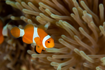 Clownfish or anemonefish are fishes from the subfamily Amphiprioninae in the family Pomacentridae