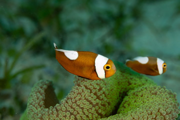 Clownfish or anemonefish are fishes from the subfamily Amphiprioninae in the family Pomacentridae