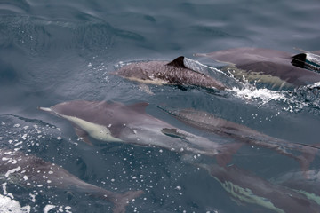 Obraz premium Several short beaked common dolphins swim in the ocean during a whale watching trip