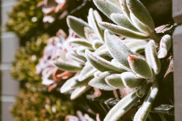 A closeup of several varieties of succulent plants on a landscape wall