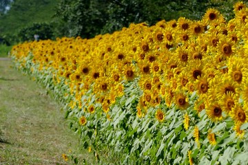 《ひまわりロード》秋田県大潟村