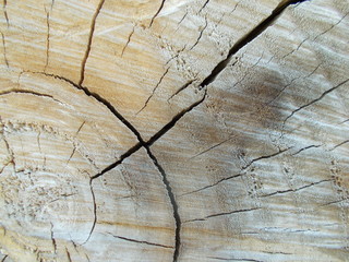 Fototapeta premium Wood texture for your design