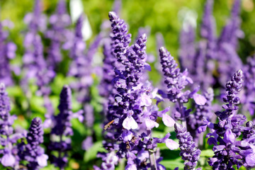 A garden full of lavender flowers
