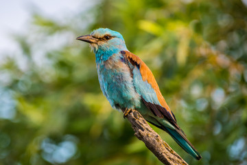 European roller Coracias garrulus in summer morning