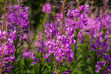 Obraz premium Purple flowers of fireweed, Rosebay Willowherb, Epilobium angustifolium, French willow, Ivan-tea in natural background, healthy tea, traditional medicine. Floral background.