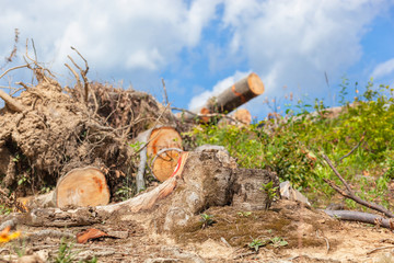 Tree stump and some tree logs on top of the mountain trail with blue sky and white clouds in the background on a sunny day