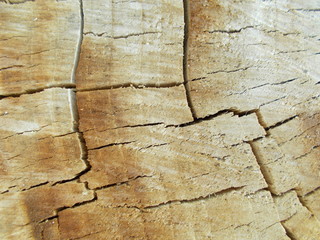  Wood texture for your design