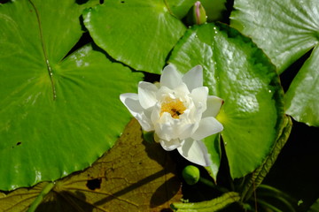 Obraz na płótnie Canvas beautiful lotus flower or water lily in pond