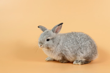 portrait of baby and cute gray easter bunny rabbit on orange background