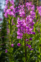 Fototapeta premium Purple flowers of fireweed, Rosebay Willowherb, Epilobium angustifolium, French willow, Ivan-tea in natural background, healthy tea, traditional medicine. Floral background.
