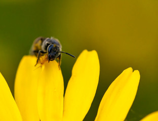 detail of a bee on top a  flower