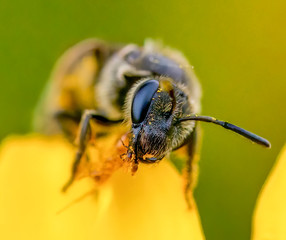 detail of a bee on top a  flower