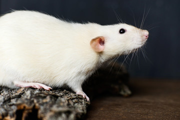 fancy rat sitting on bark on dark wooden background