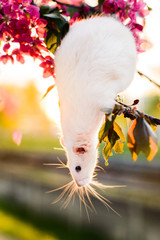 Adorable fancy rat sitting in spring apple blossom