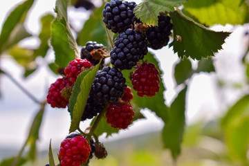 berries on a branch