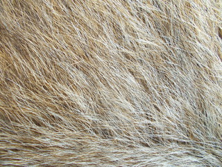  Abstract fur background