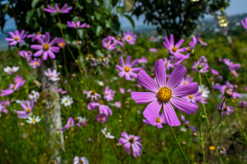 purple flowers in the garden