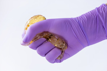 Woman's hand in a glove holds yellow sugar paste or wax for depilation close up on a white background