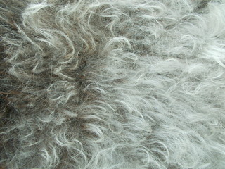  Abstract fur background