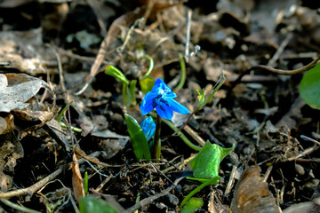 blue bird of paradise