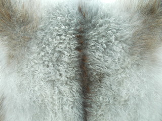  Abstract fur background