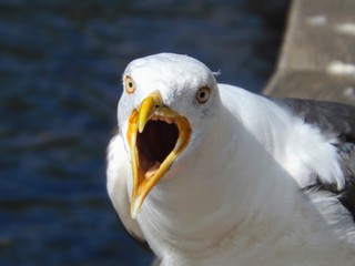 Seagull in Callander, Scotland
