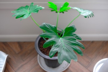 Tropical philodendron selloum on the floor by the window. Close-up view of leaves.