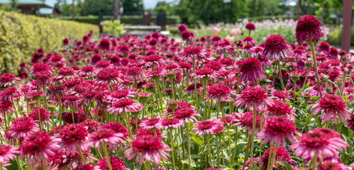 Echinacea Delicious Candy in a square