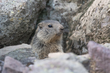 Alpine marmot near his burrow (Marmota marmota)