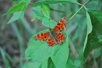 The large tortoiseshell or blackleg tortoiseshell (Nymphalis polychloros)  sitting on green leaves close up detail, soft blurry background