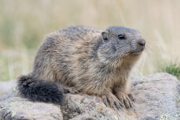 Naklejka na ściany i meble Alpine marmot (Marmota marmota)