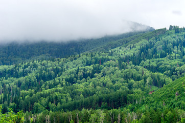 Mountain Slopes of Mixed Coniferous and Deciduous Forest on a Misty Summer Morning with Clouds Flowing Low. Altai Mountains, Kazakhstan.