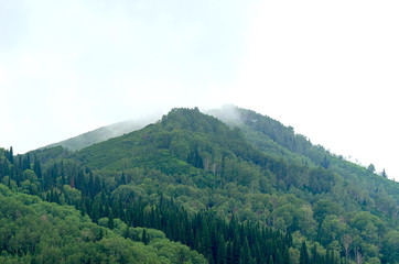 Mountain Slopes of Mixed Coniferous and Deciduous Forest on a Misty Summer Morning with Clouds Flowing Low through the Peaks. Altai Mountains, Kazakhstan.