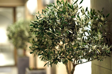 Naklejka premium Olive tree used as an element of interior decoration