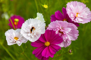 Cosmea im Garten