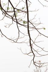 Fototapeta premium Tree with leaves silhouette on bright sky background