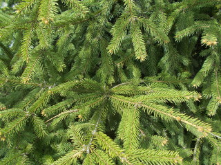  Coniferous background for design