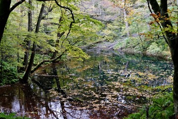 《十二湖の紅葉》青森県深浦町