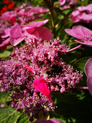 Schirmhortensie