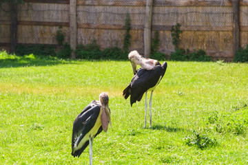 African birds. Stork Marabou in the summertime